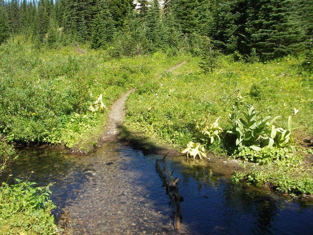 A narrow dirt path through a lush green meadow, bordered by wildflowers and tall grasses, leading to a clear stream. Dark green trees rise in the background under a bright blue sky. Kachess Ridge Loop mountain bike trail.