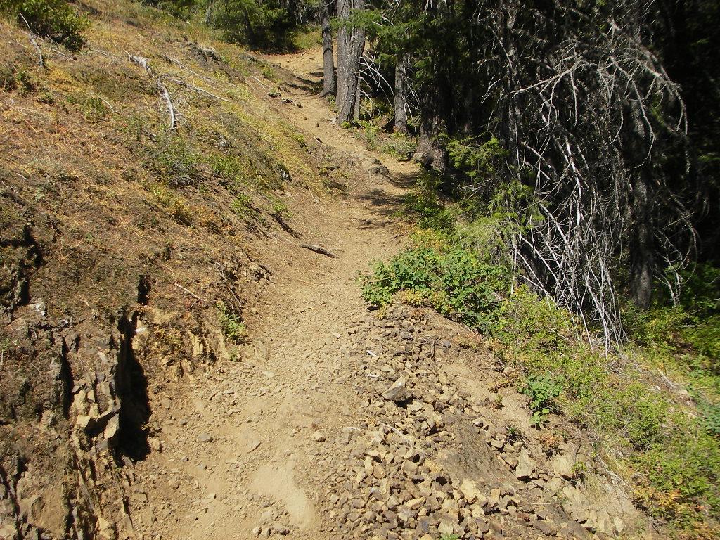 A narrow, rocky trail winding through a forested area, bordered by dry vegetation and trees. The path is uneven with scattered stones and patches of greenery on either side, leading deeper into the woods. Kachess Ridge Loop mountain bike trail.