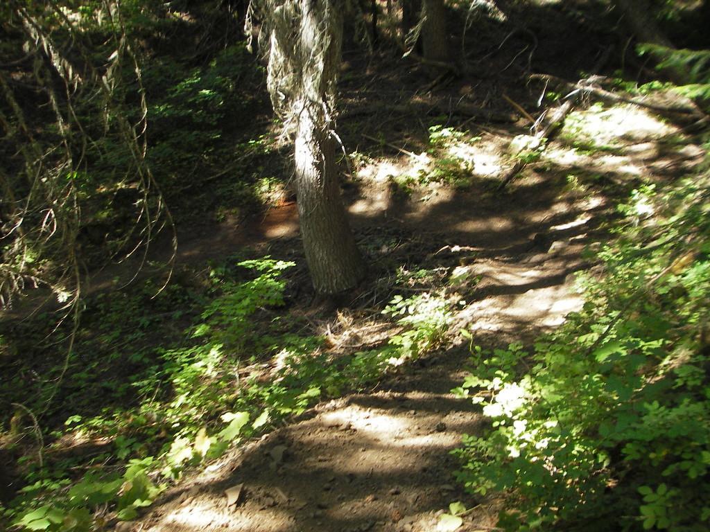 A winding dirt path through a lush forest, surrounded by green foliage and trees. Sunlight filters through the branches, creating a dappled light effect on the trail. Kachess Ridge Loop mountain bike trail.
