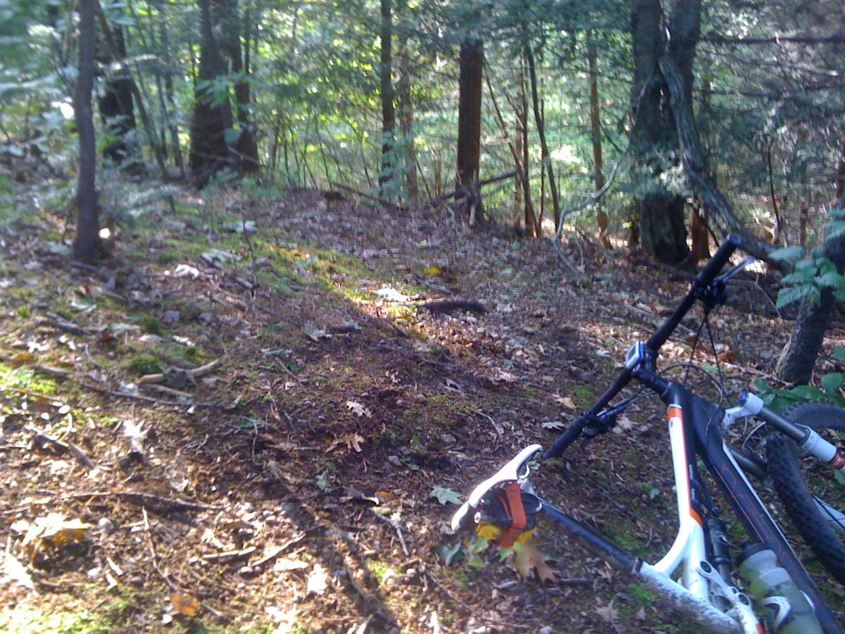 A mountain bike leaning against a tree on a forest trail, surrounded by green foliage and fallen leaves. The scene is dappled with sunlight filtering through the trees. Caryl Park mountain bike trail.