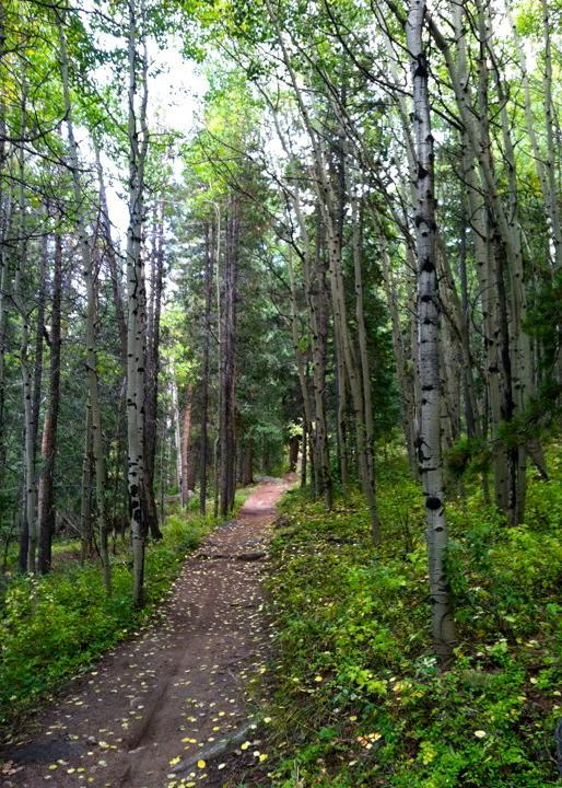 A narrow dirt path winding through a lush forest, surrounded by tall trees with green foliage and scattered leaves on the ground. The scene is tranquil and inviting, showcasing the beauty of nature. Meyer Ranch Park mountain bike trail.