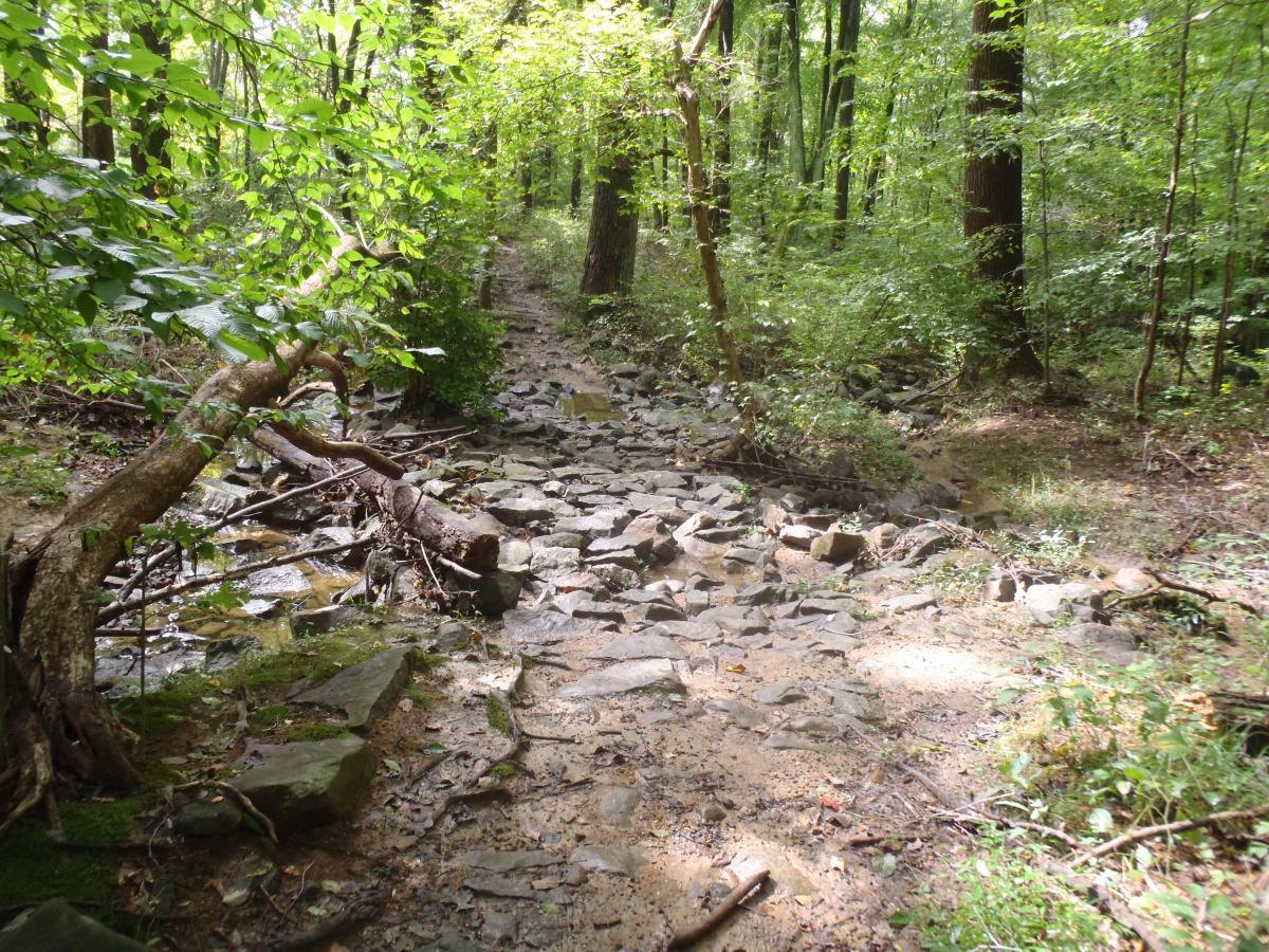 A narrow path winding through a lush green forest with dense trees and scattered rocks. Sunlight filters through the leaves, creating dappled light on the ground. Fallen branches lie across the path, and a small stream can be seen among the rocks. Brandywine State Park mountain bike trail.