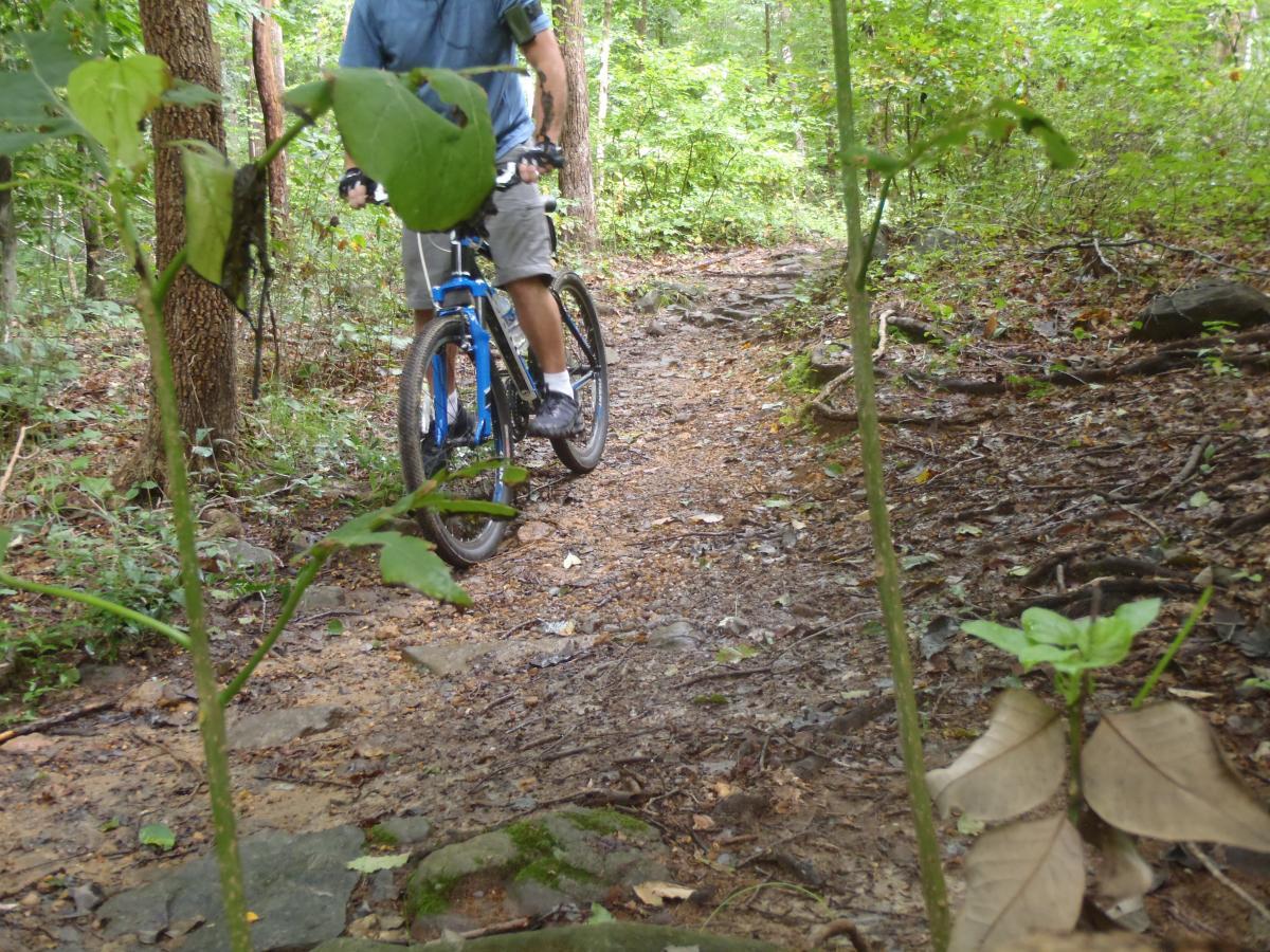 A mountain biker riding on a narrow, muddy trail surrounded by lush green trees and plants in a forested area. The view is partially blocked by vegetation in the foreground. Brandywine State Park mountain bike trail.