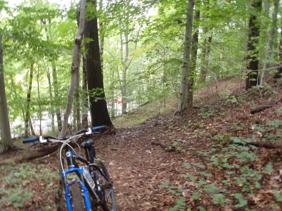 A mountain bike leaning against a tree on a dirt trail surrounded by lush green foliage in a forested area. The path leads deeper into the woods, with scattered leaves on the ground. Soft natural light filters through the trees in the background. Brandywine State Park mountain bike trail.