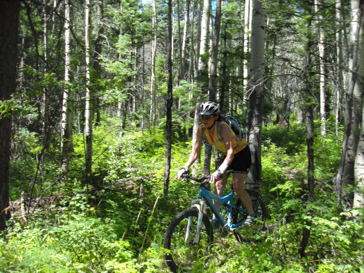 A cyclist riding a blue mountain bike on a dirt trail through a lush green forest with tall trees and plenty of vegetation. Sunlight filters through the leaves, creating a vibrant and lively atmosphere. The cyclist is wearing a helmet and sporty attire. Snowball Creek To Jackson Mountain Summit mountain bike trail.