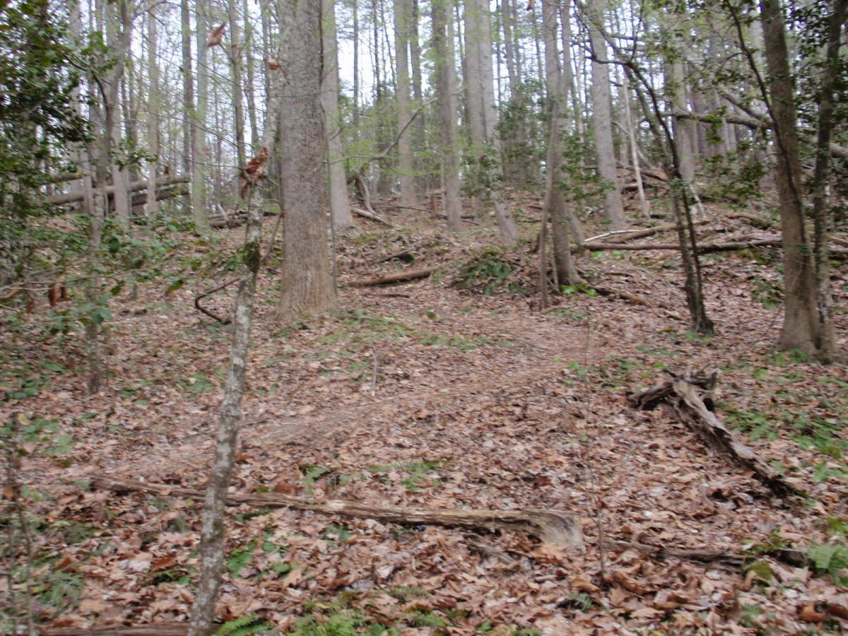 A dense forest scene featuring tall trees with visible trunks and a floor covered in fallen leaves and small branches. The ground appears uneven, suggesting a natural terrain with some slopes and greenery scattered throughout. Wahrani Park mountain bike trail.