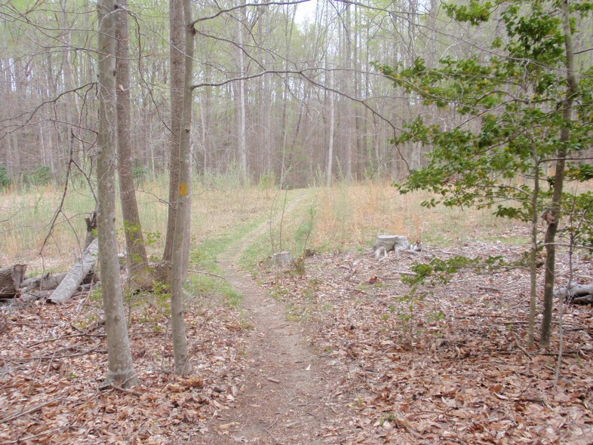 A narrow dirt path meanders through a wooded area, flanked by slender trees and scattered leaves on the ground. In the distance, an open field is visible, suggesting sunlight filtering through budding leaves. The scene captures a tranquil and natural environment, indicating the transition between forest and meadow. Wahrani Park mountain bike trail.