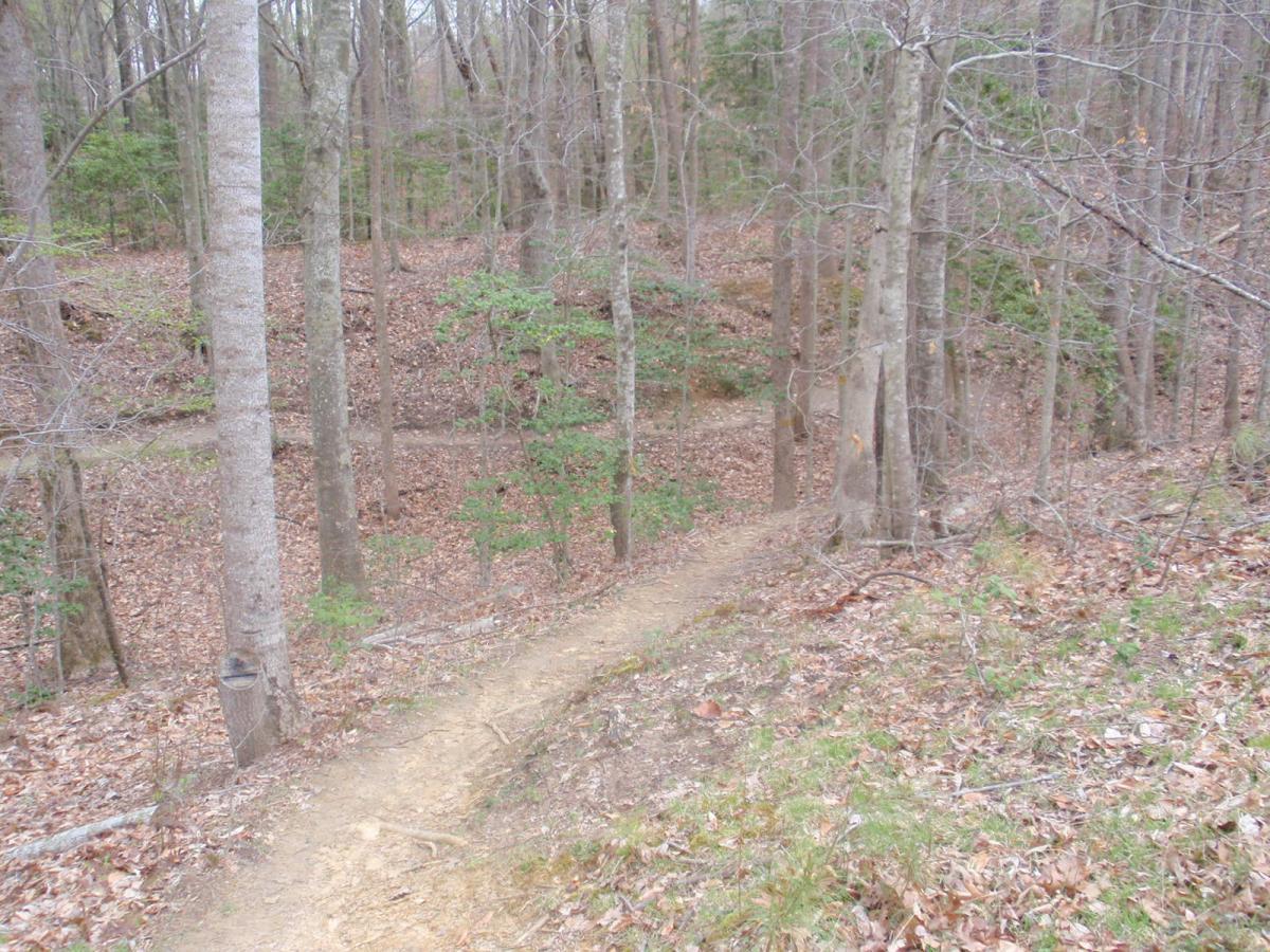 A winding dirt trail leads through a wooded area, surrounded by tall trees and scattered fallen leaves. Small green shrubs are visible among the leaf litter, indicating early signs of spring. The scene conveys a peaceful, natural setting, perfect for hiking or exploring the outdoors. Wahrani Park mountain bike trail.