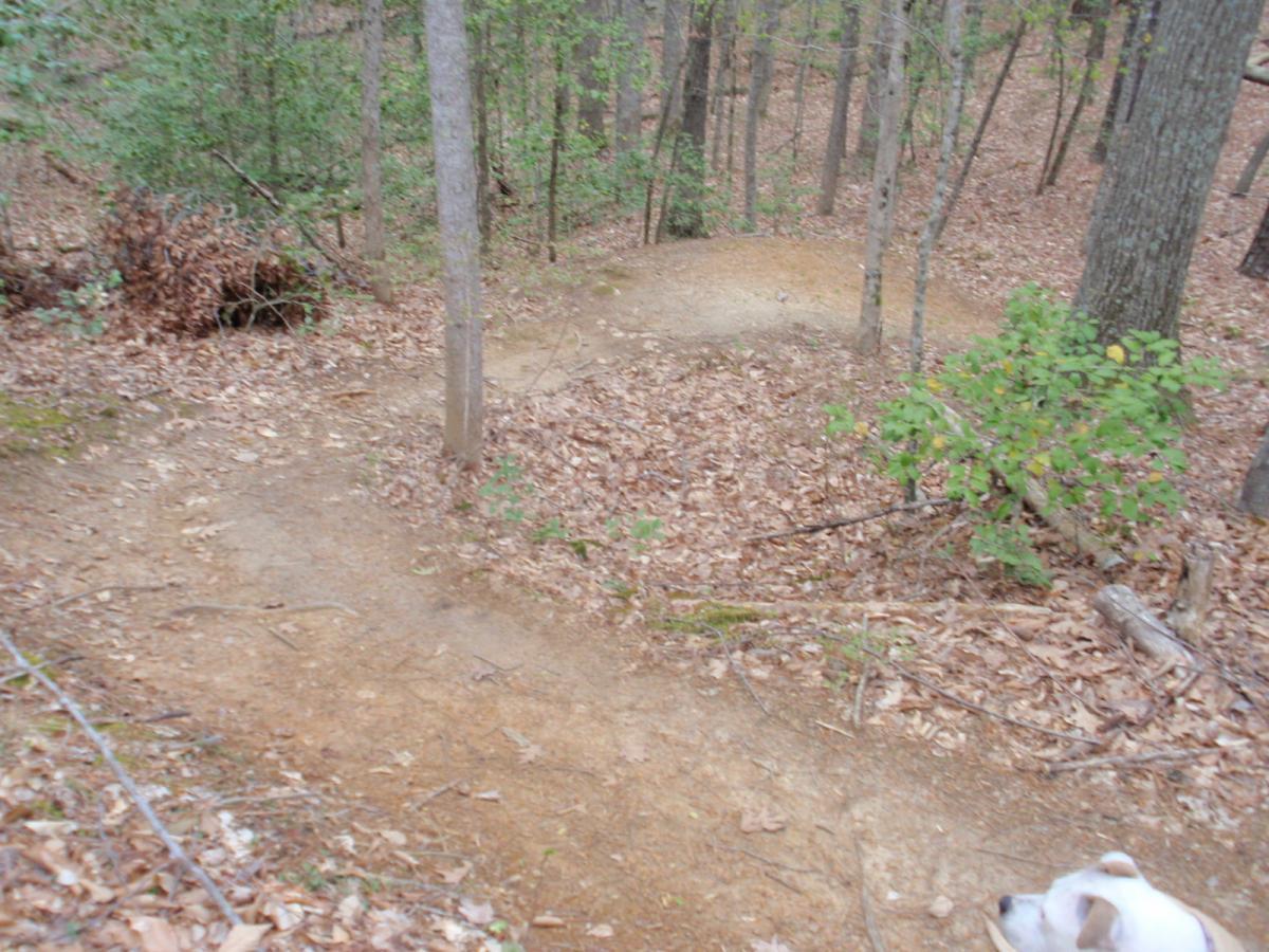 A winding dirt trail through a wooded area, surrounded by tall trees and scattered leaves. In the foreground, part of a dog’s head is visible, possibly exploring the area. The trail curves to the right, leading deeper into the forest. Wahrani Park mountain bike trail.