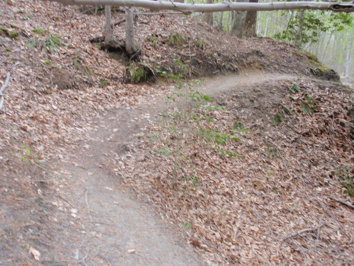 A dirt trail winding through a forested area, surrounded by fallen leaves and trees. The path forks to the right, leading deeper into the woods. Wahrani Park mountain bike trail.
