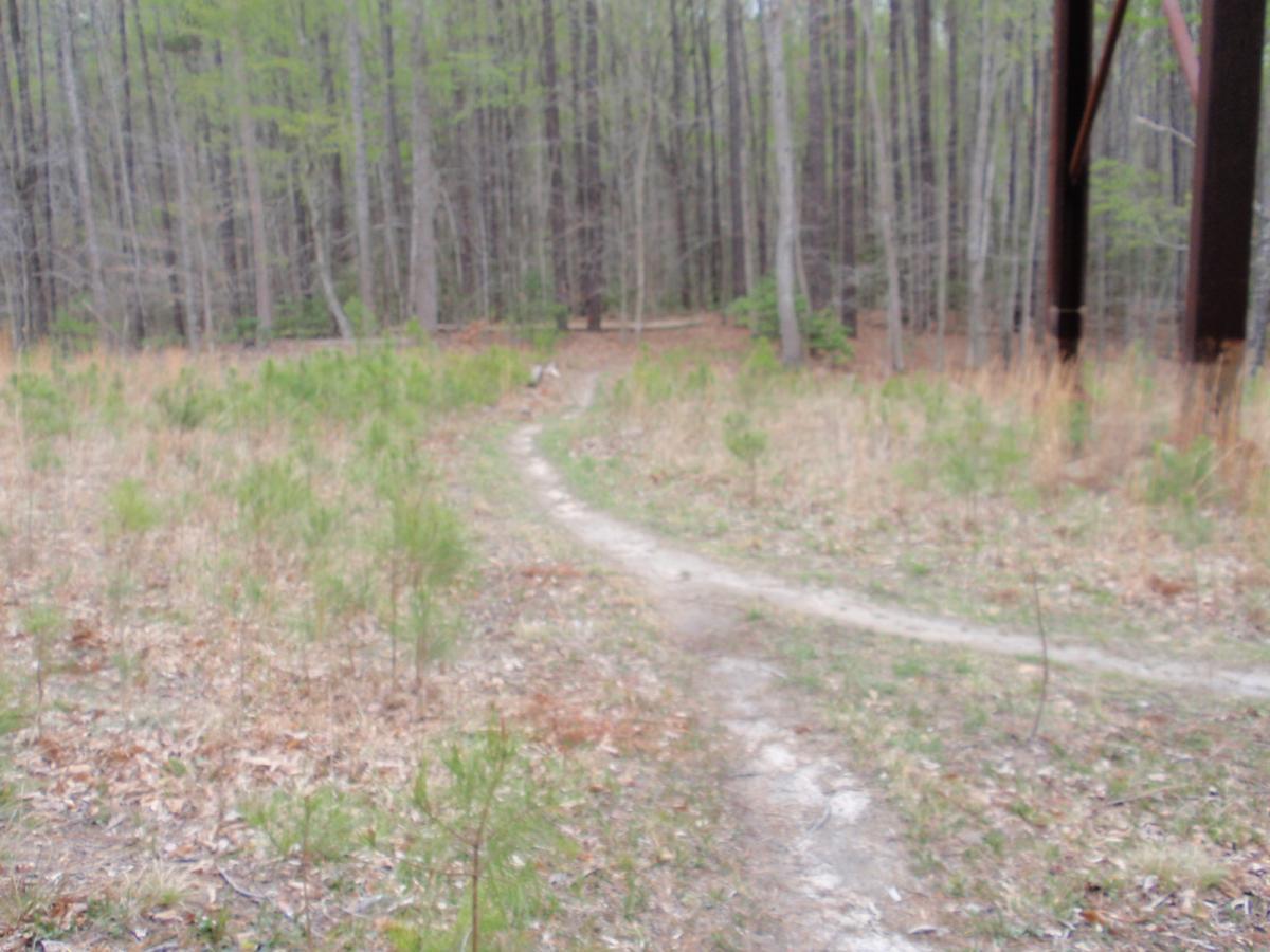 A winding dirt path leads through a grassy clearing surrounded by tall trees in a dense forest. Small green plants dot the landscape, while the background shows more trees and a hint of underbrush. The scene is serene and natural, reflecting the tranquility of an outdoor environment. Wahrani Park mountain bike trail.