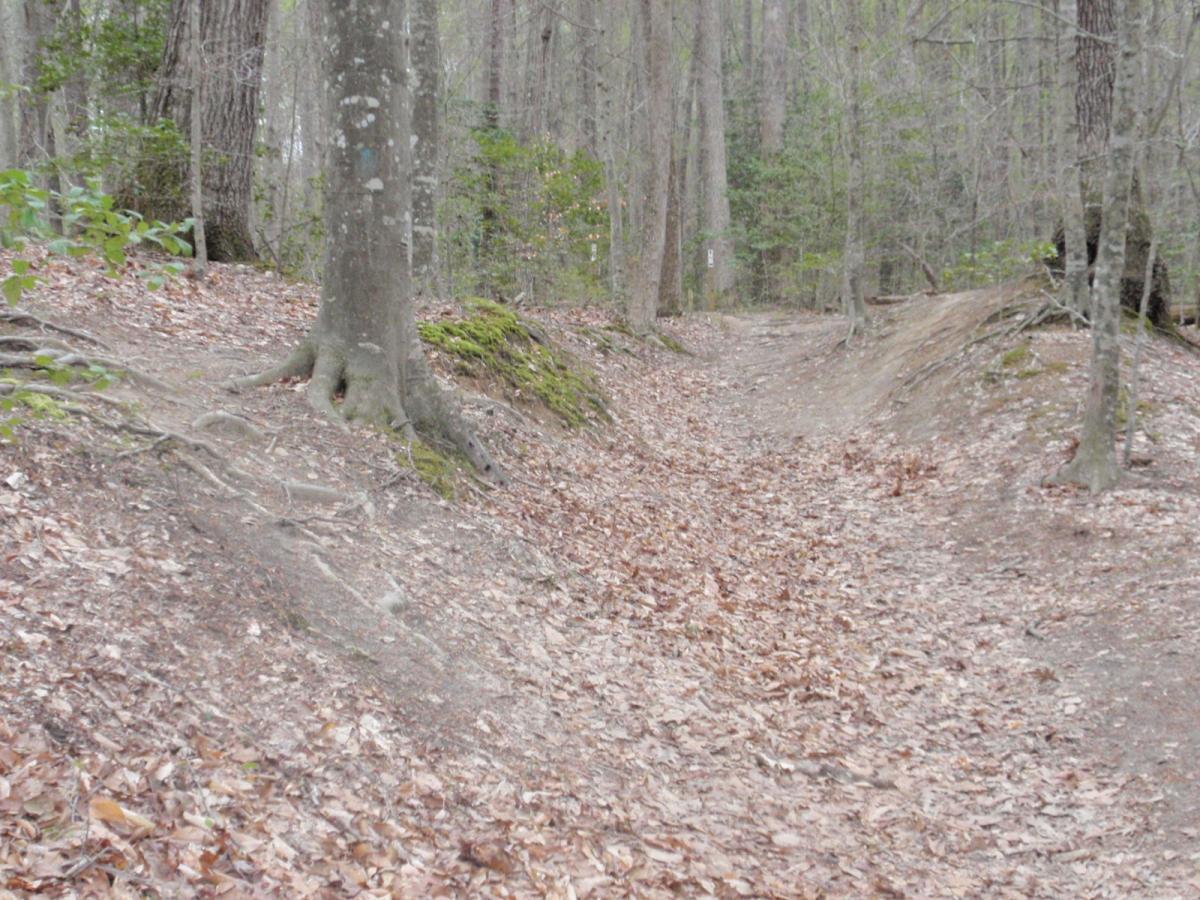 A dirt path winding through a wooded area, surrounded by tall trees and covered in fallen leaves. The ground features roots from nearby trees and small patches of greenery. Wahrani Park mountain bike trail.