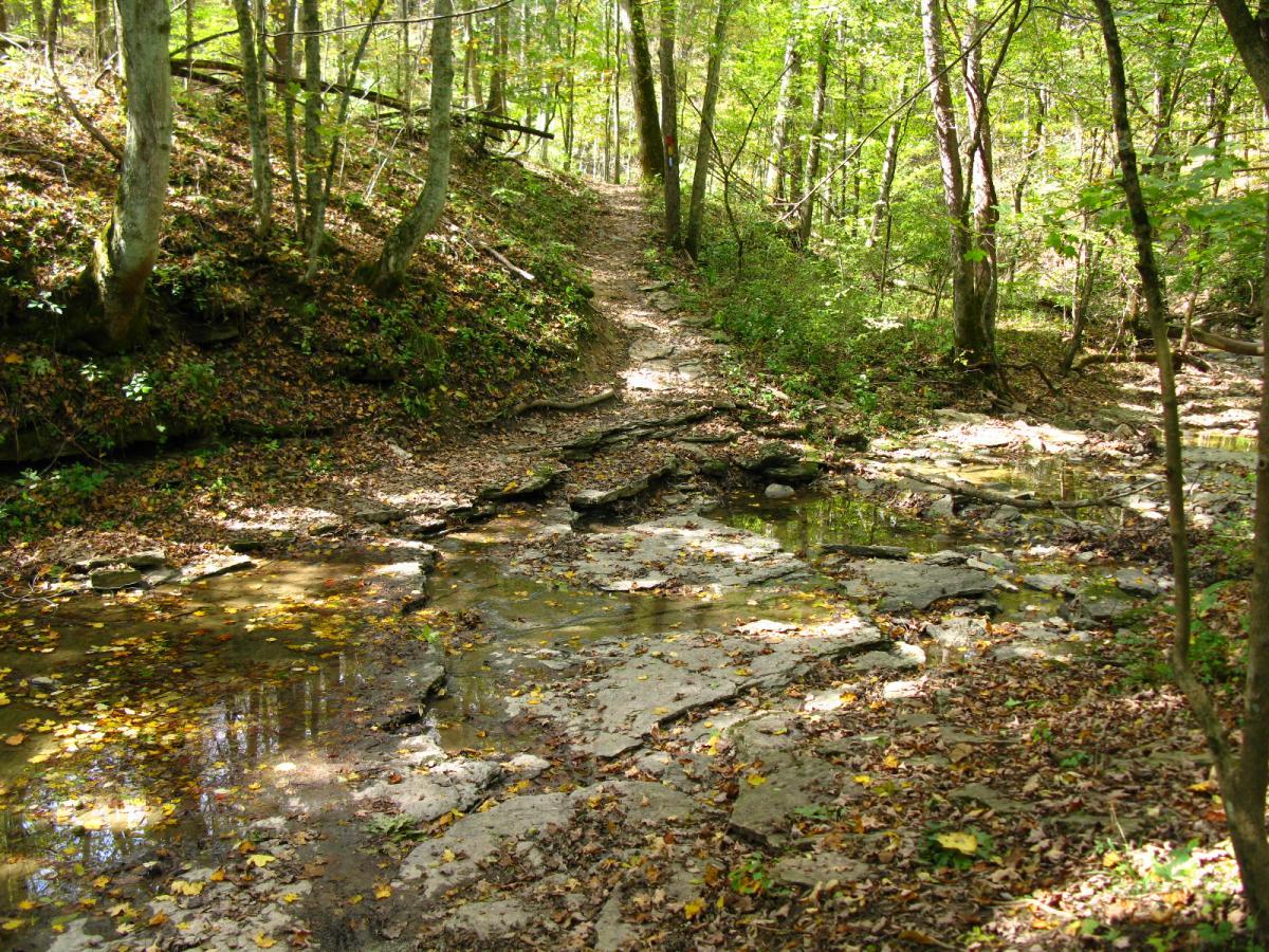 A serene forest trail winding alongside a rocky stream, with sunlight filtering through the lush green trees. Fallen leaves scatter along the path and surface of the water, creating a tranquil natural setting. East Fork mountain bike trail.