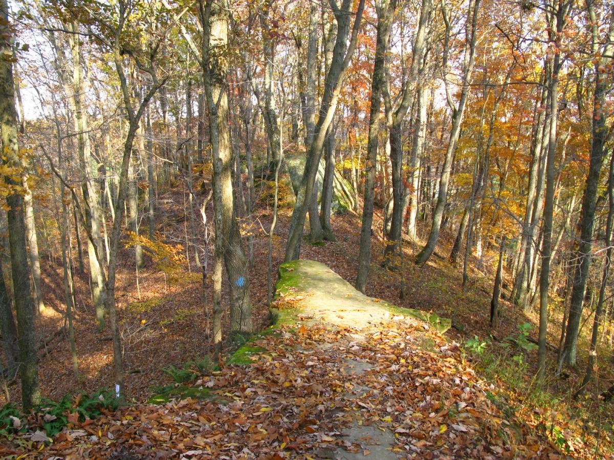 A serene forest path winding through autumn trees with colorful leaves, surrounded by a carpet of fallen leaves on the ground. Sunlight filters through the branches, creating a warm, inviting atmosphere. Strouds Run State Park mountain bike trail.