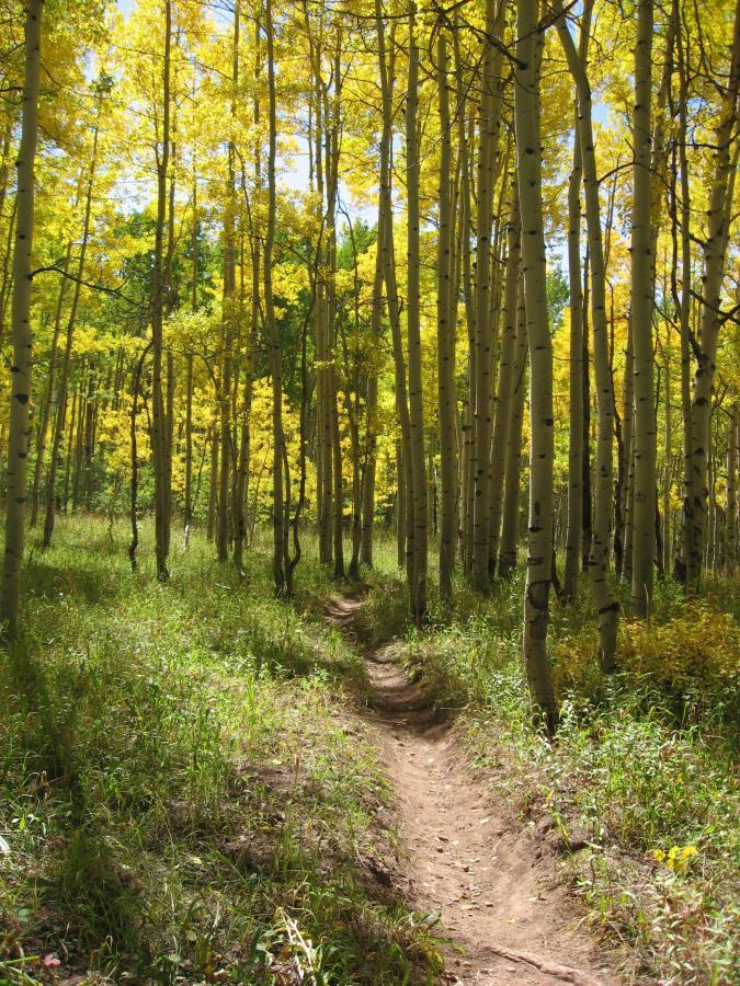 A narrow dirt path winding through a lush forest of tall aspen trees with vibrant yellow leaves, surrounded by green grass and underbrush under a clear blue sky. Dyke mountain bike trail.
