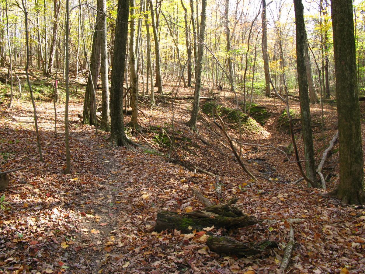 A serene forest landscape featuring a dirt path winding through a scene of vibrant fall foliage. The ground is covered in colorful fallen leaves, with tall trees casting dappled light in the background, creating a tranquil atmosphere. Chestnut Ridge mountain bike trail.