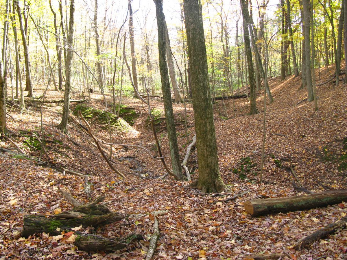 A forest scene during autumn, featuring trees with yellowing leaves, a carpet of fallen leaves on the ground, and a dry creek bed winding through the landscape. Sunlight filters through the branches, illuminating the peaceful surroundings. Chestnut Ridge mountain bike trail.