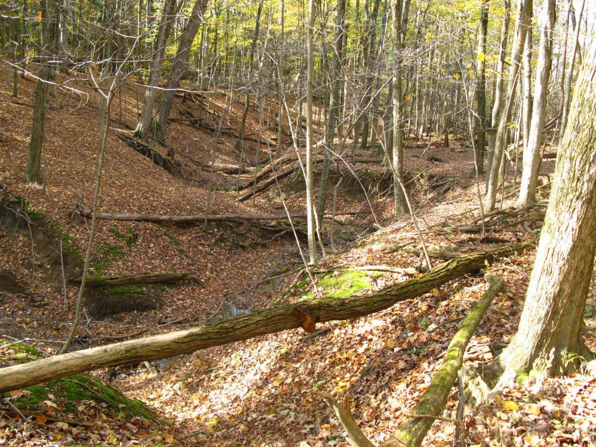 A tranquil forest scene showcasing a wooded area in autumn. The ground is covered with fallen leaves, while bare trees with sparse foliage rise on either side. Several fallen logs are scattered throughout, and a small, dry streambed is visible, winding through the landscape. Sunlight filters through the tree branches, creating a serene atmosphere. Chestnut Ridge mountain bike trail.