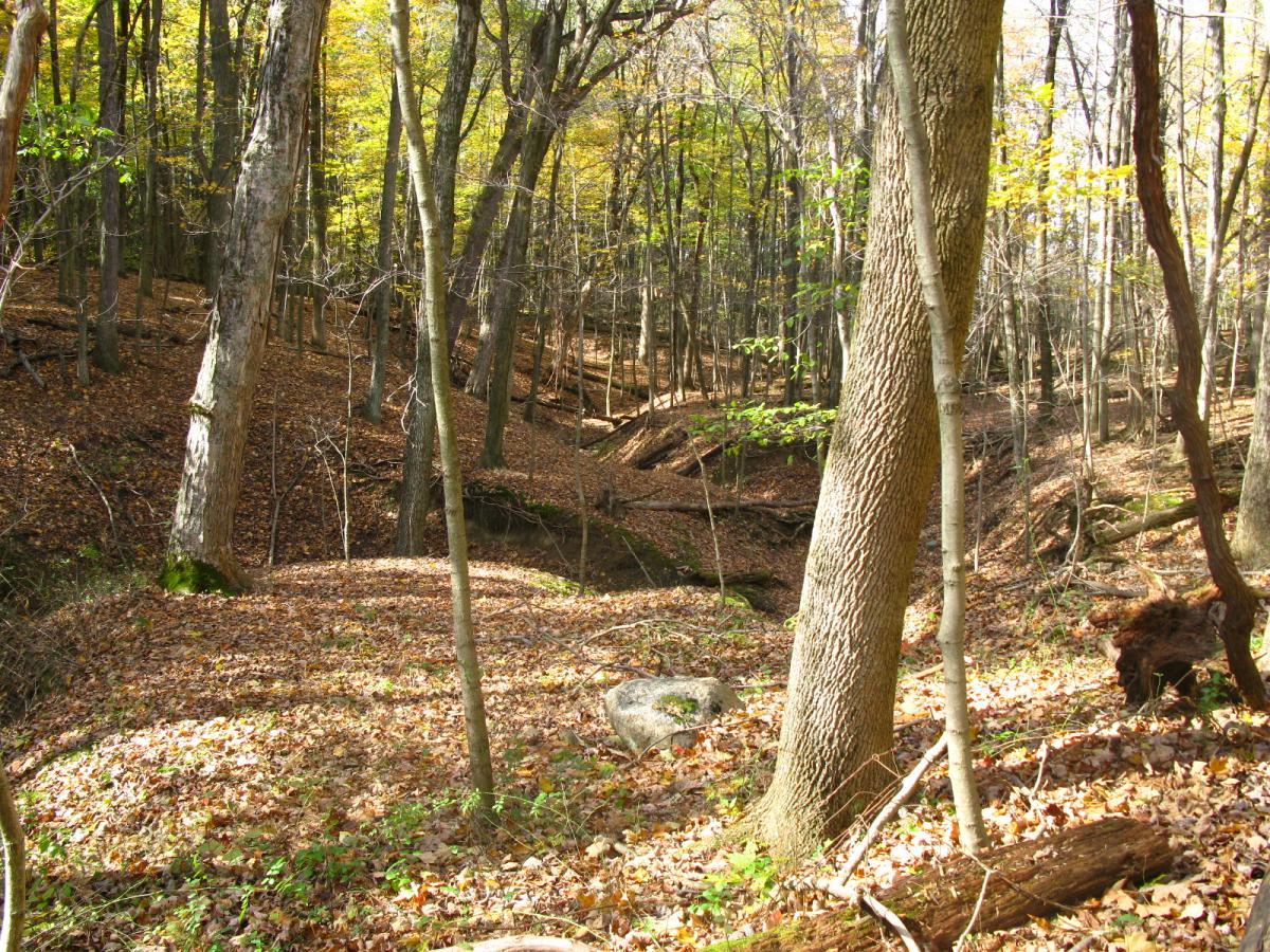 A tranquil forest scene featuring tall trees with autumn foliage. The ground is covered in a layer of fallen leaves, and a small, winding ravine can be seen in the background. Sunlight filters through the branches, creating a warm and inviting atmosphere. Chestnut Ridge mountain bike trail.