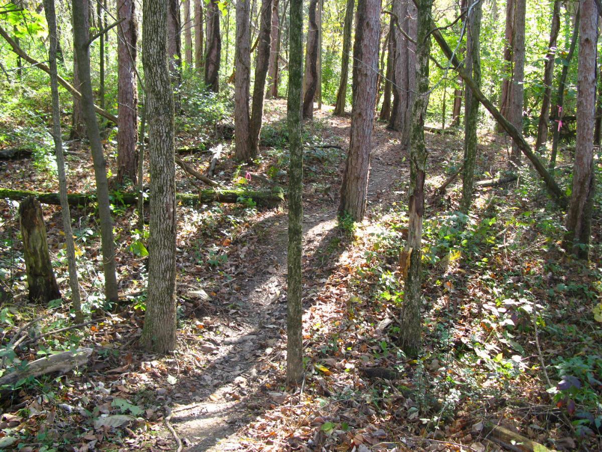 A narrow dirt path winding through a sunlit forest, surrounded by tall trees and scattered leaves on the ground. The scene captures a tranquil natural setting with greenery and dappled sunlight filtering through the foliage. Chestnut Ridge mountain bike trail.