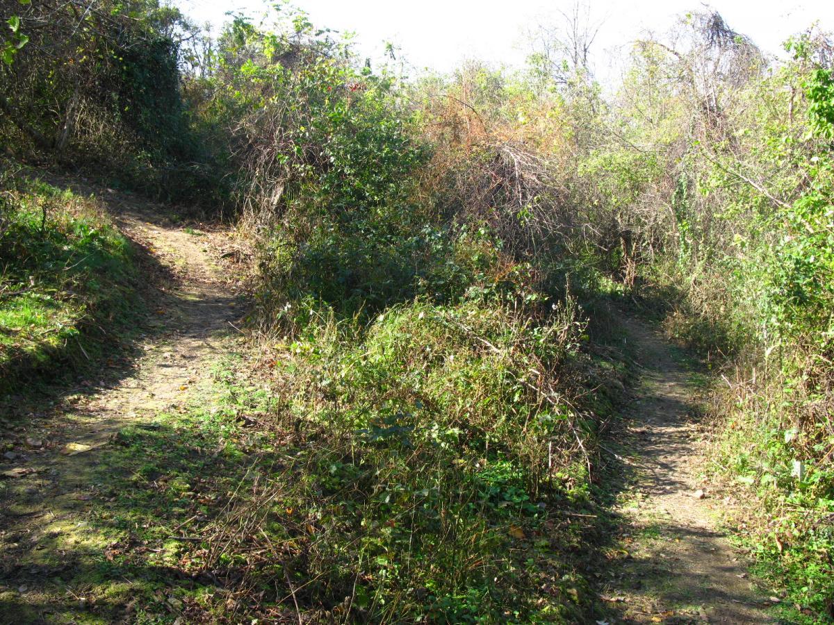 A winding dirt path splits into two trails, surrounded by dense greenery and underbrush under bright sunlight. Chestnut Ridge mountain bike trail.