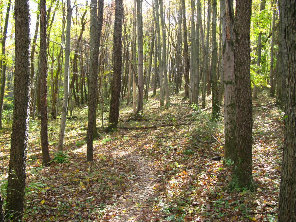 A tranquil forest scene featuring tall, slender trees with green foliage and scattered autumn leaves on the ground. A narrow dirt path winds through the trees, inviting exploration and showcasing the serene beauty of nature. Soft sunlight filters through the leaves, creating a warm, inviting atmosphere. Chestnut Ridge mountain bike trail.
