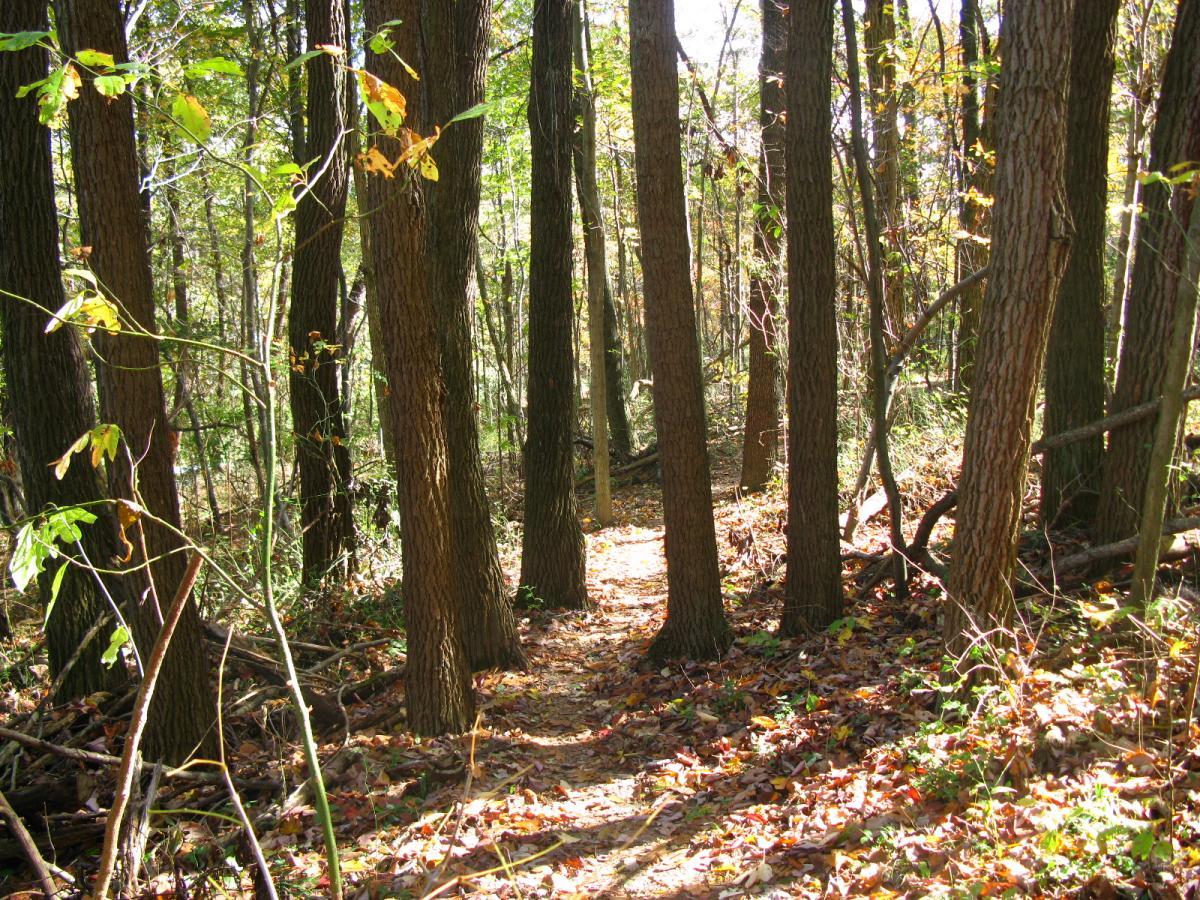A sunlit forest path winding through tall trees, surrounded by autumn foliage and fallen leaves on the ground. Chestnut Ridge mountain bike trail.