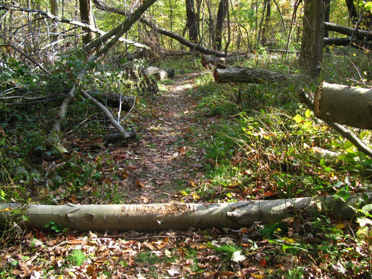 A narrow forest trail surrounded by fallen tree branches and scattered leaves, with sunlight filtering through the trees, creating a peaceful natural setting. Chestnut Ridge mountain bike trail.