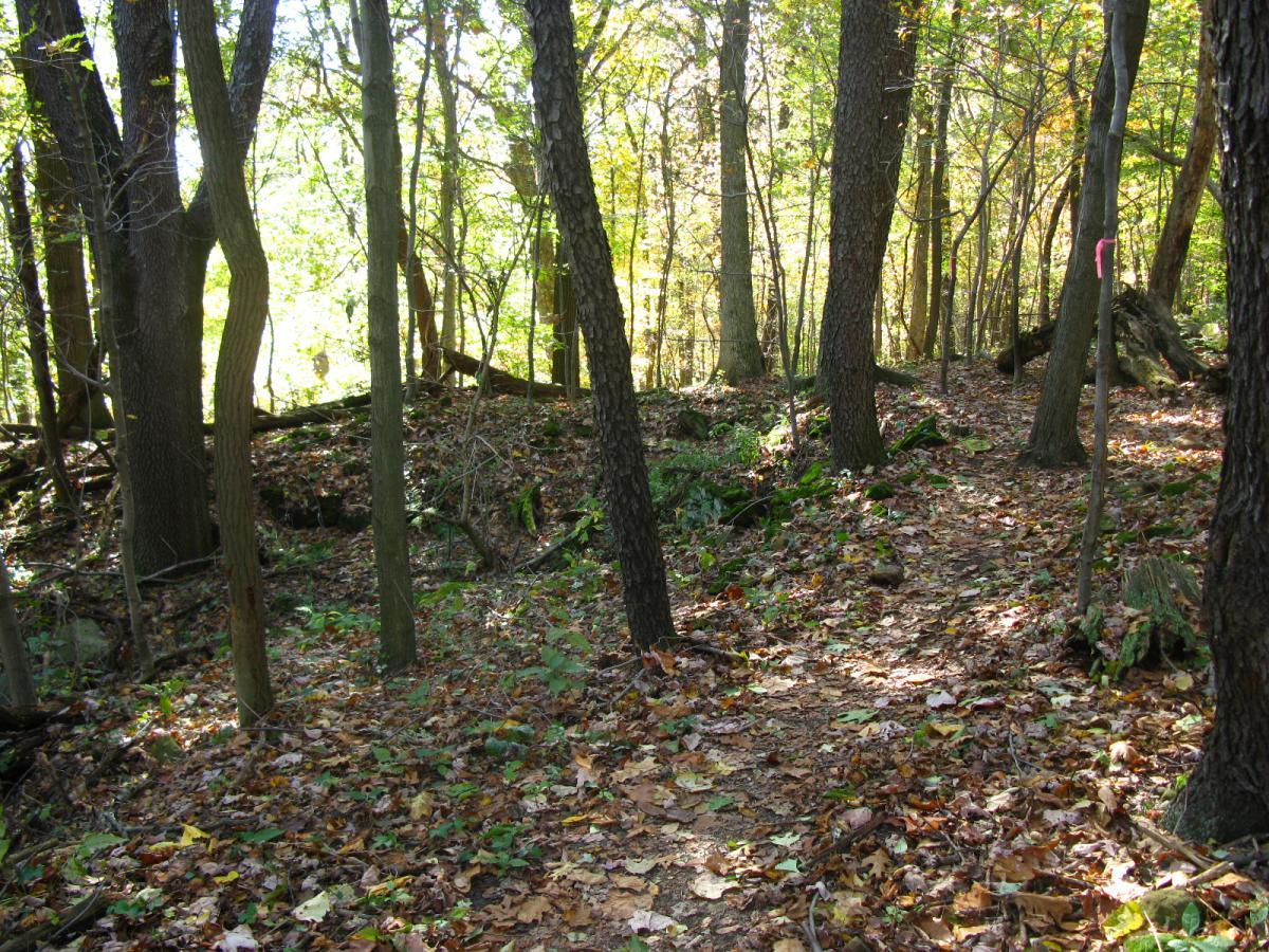 A serene forest scene depicting a winding path through a densely wooded area. The ground is covered with a carpet of fallen leaves in various autumn colors, while tall trees with textured bark create a natural canopy overhead. Sunlight filters through the branches, casting a warm glow on the foliage and illuminating parts of the trail. Chestnut Ridge mountain bike trail.