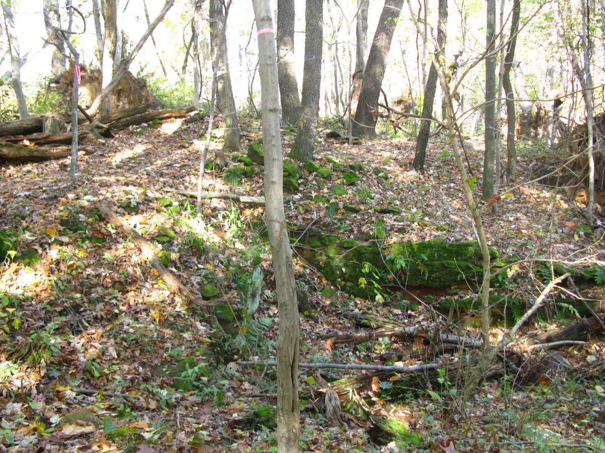 A forested area featuring a carpet of fallen leaves, scattered branches, and moss-covered rocks, with trees standing in the background. The scene is illuminated by soft sunlight filtering through the canopy, creating a peaceful, natural environment. Chestnut Ridge mountain bike trail.