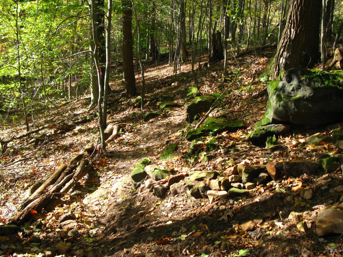 A wooded path winding through a forest, with scattered rocks and fallen leaves on the ground. Sunlight filters through the trees, creating dappled light on the trail, which is bordered by mossy stones and tree roots. Chestnut Ridge mountain bike trail.