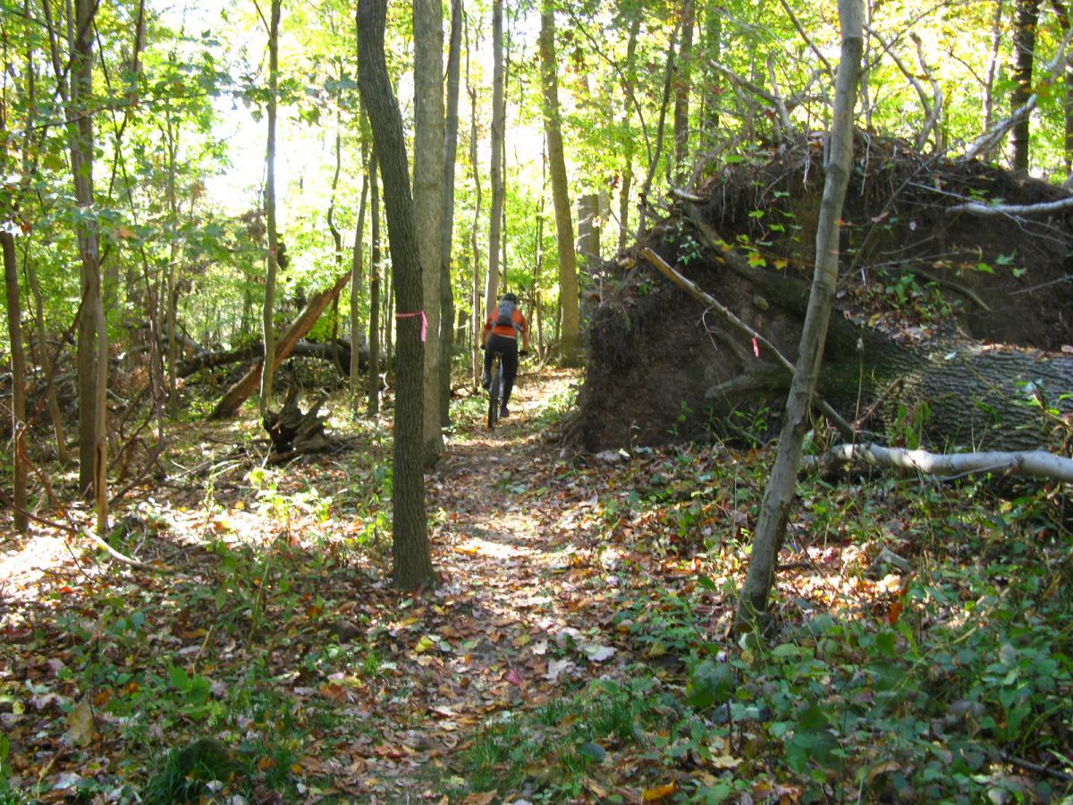 A person walking along a forest path surrounded by tall trees with green leaves, fallen branches, and scattered autumn leaves on the ground. Sunlight filters through the trees, illuminating the scene. In the background, an uprooted tree is visible. Chestnut Ridge mountain bike trail.