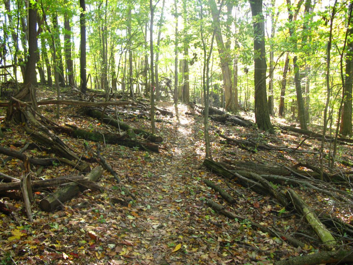 A narrow path winding through a sun-dappled forest, surrounded by tall trees and scattered fallen branches. The ground is covered with colorful autumn leaves, creating a natural carpet of reds, oranges, and yellows, while beams of sunlight filter through the canopy above. Chestnut Ridge mountain bike trail.