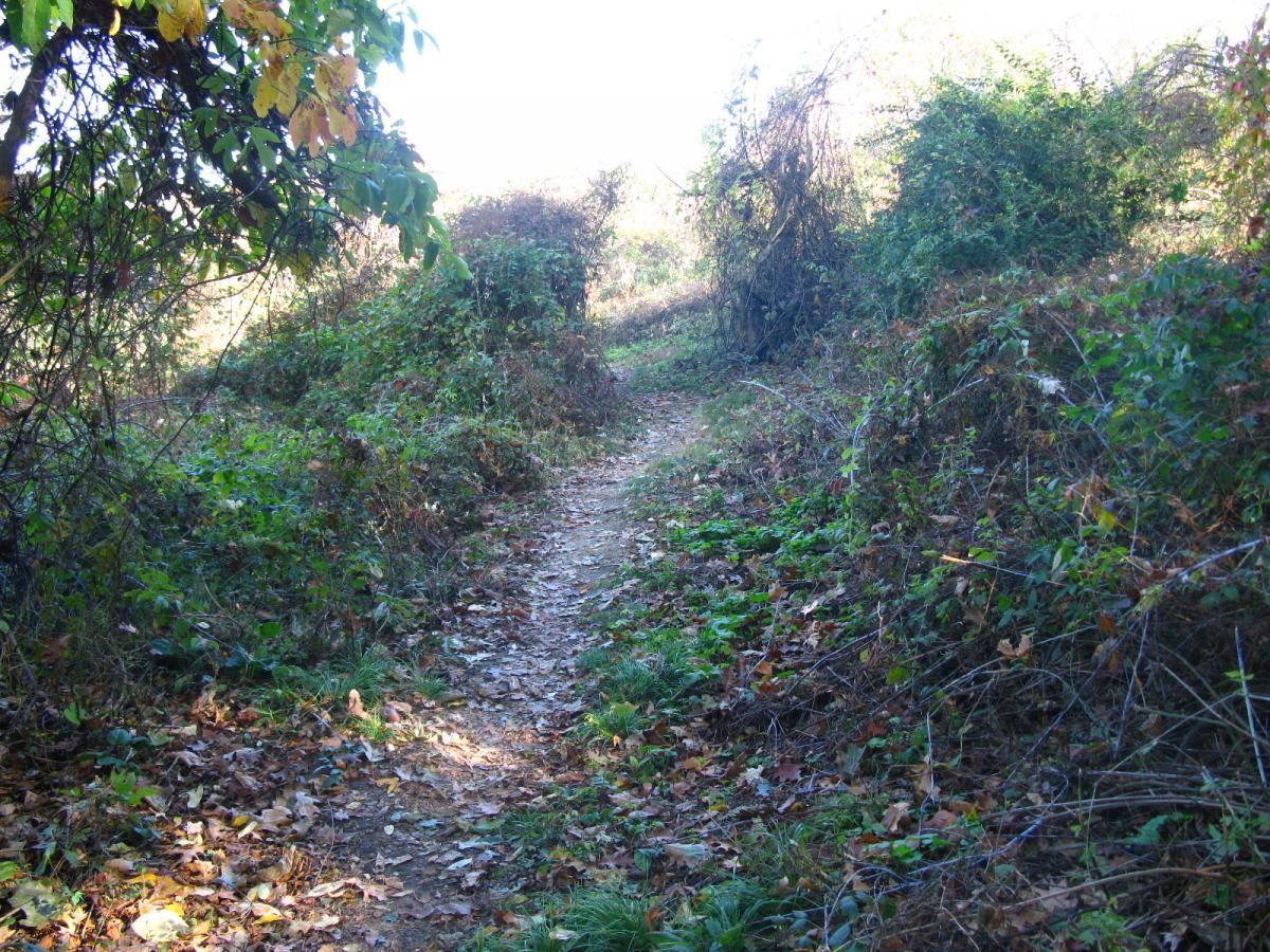 A narrow, winding dirt path surrounded by lush green foliage and scattered autumn leaves. The trail is bordered by bushes and small trees, with sunlight filtering through the branches, creating a serene natural setting. Chestnut Ridge mountain bike trail.