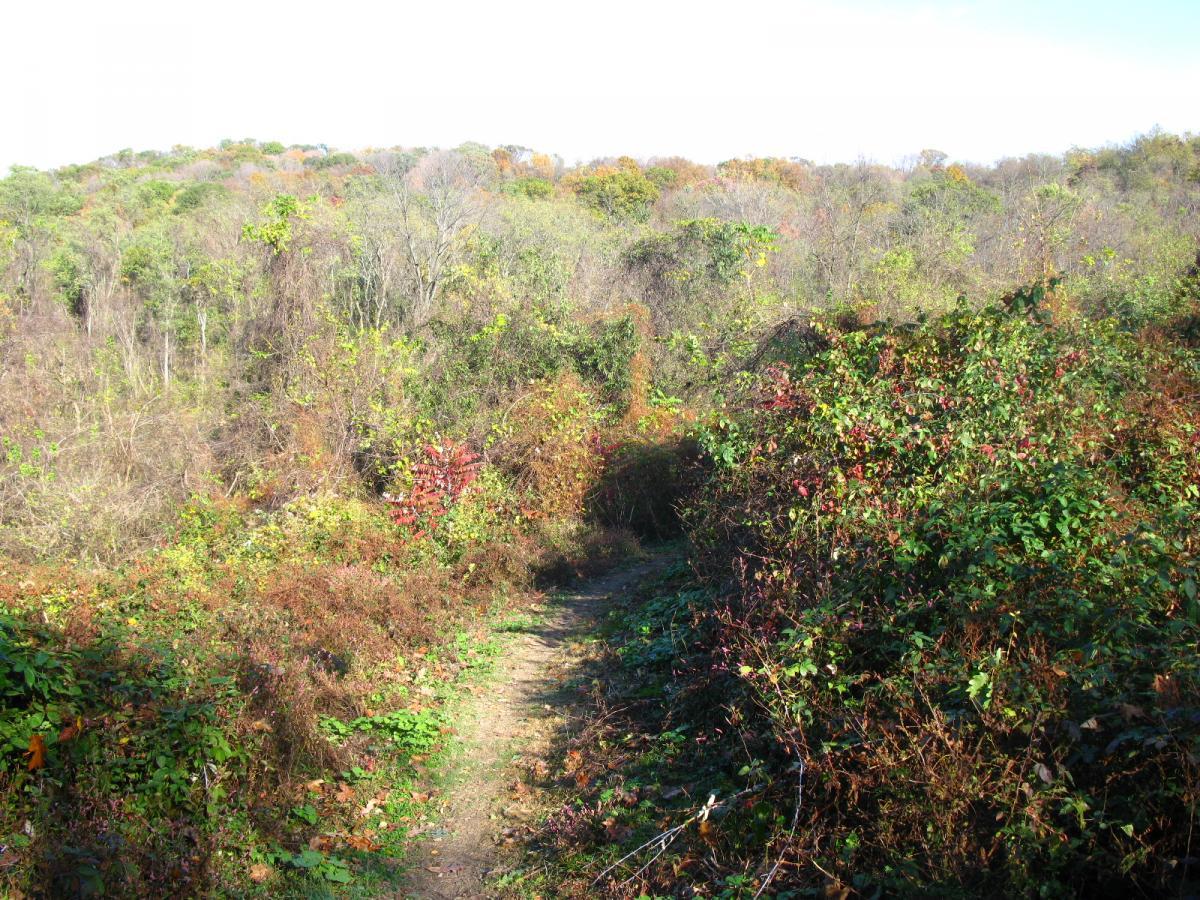 A winding dirt path through a dense thicket of greenery and dried foliage, leading into a woodland area with trees showing hints of autumn colors in the background. Chestnut Ridge mountain bike trail.