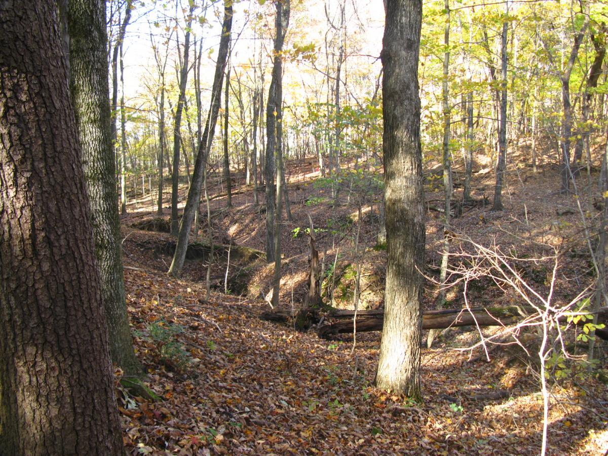 Forest landscape featuring tall trees with autumn foliage, scattered fallen leaves covering the ground, and a small, meandering ravine in the background. Bright sunlight filters through the branches, creating dappled shadows on the ground. Chestnut Ridge mountain bike trail.