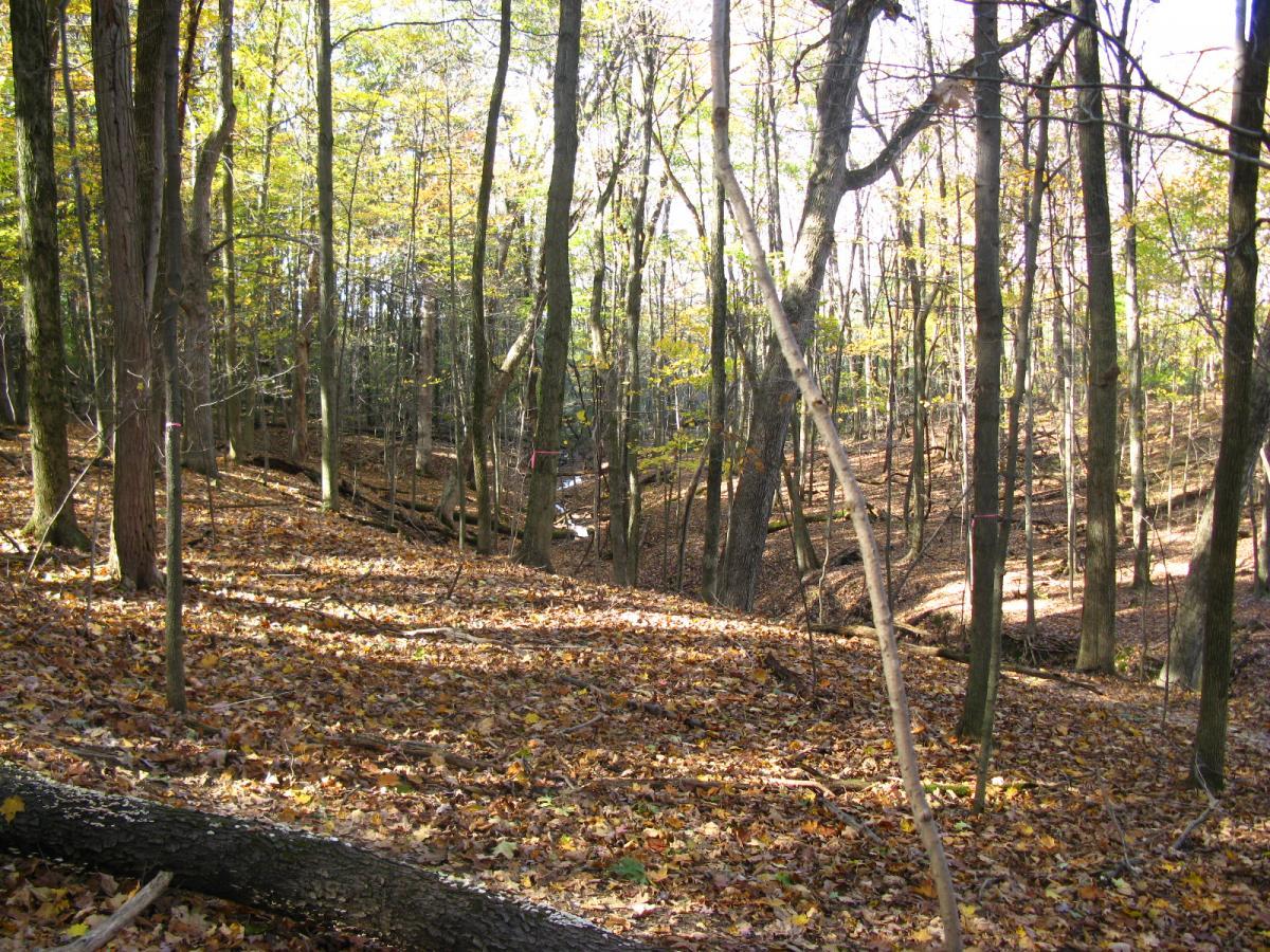 A wooded landscape in autumn, featuring tall trees with yellow and green leaves, a forest floor covered in fallen leaves, and a gentle slope leading to a creek in the background. The scene is illuminated by soft sunlight filtering through the branches. Chestnut Ridge mountain bike trail.