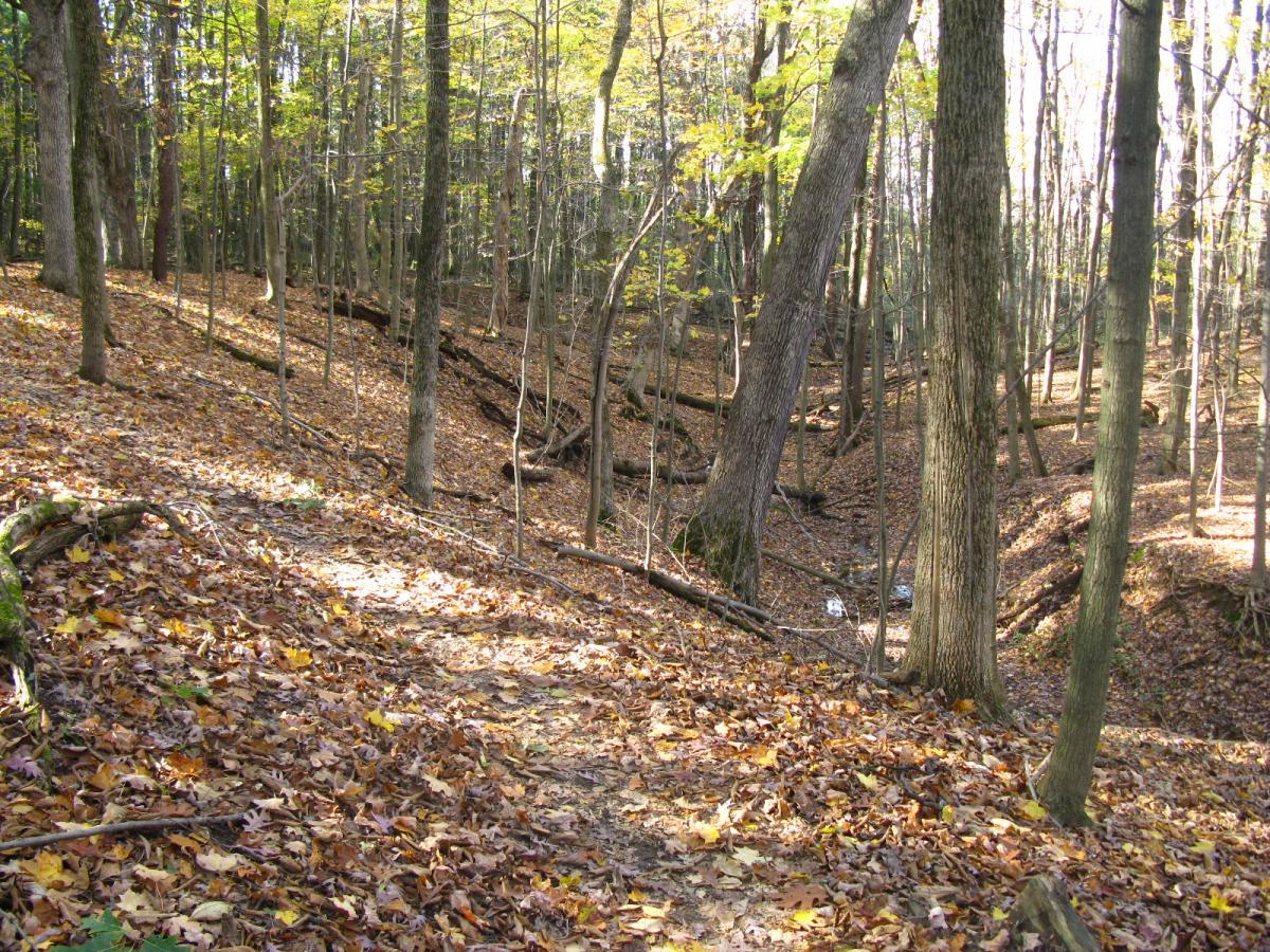 A serene forest scene showing a winding path covered in fallen leaves, surrounded by tall trees with a mix of green and yellow foliage. Sunlight filters through the branches, illuminating the forest floor, while small branches and logs are scattered throughout the area. Chestnut Ridge mountain bike trail.