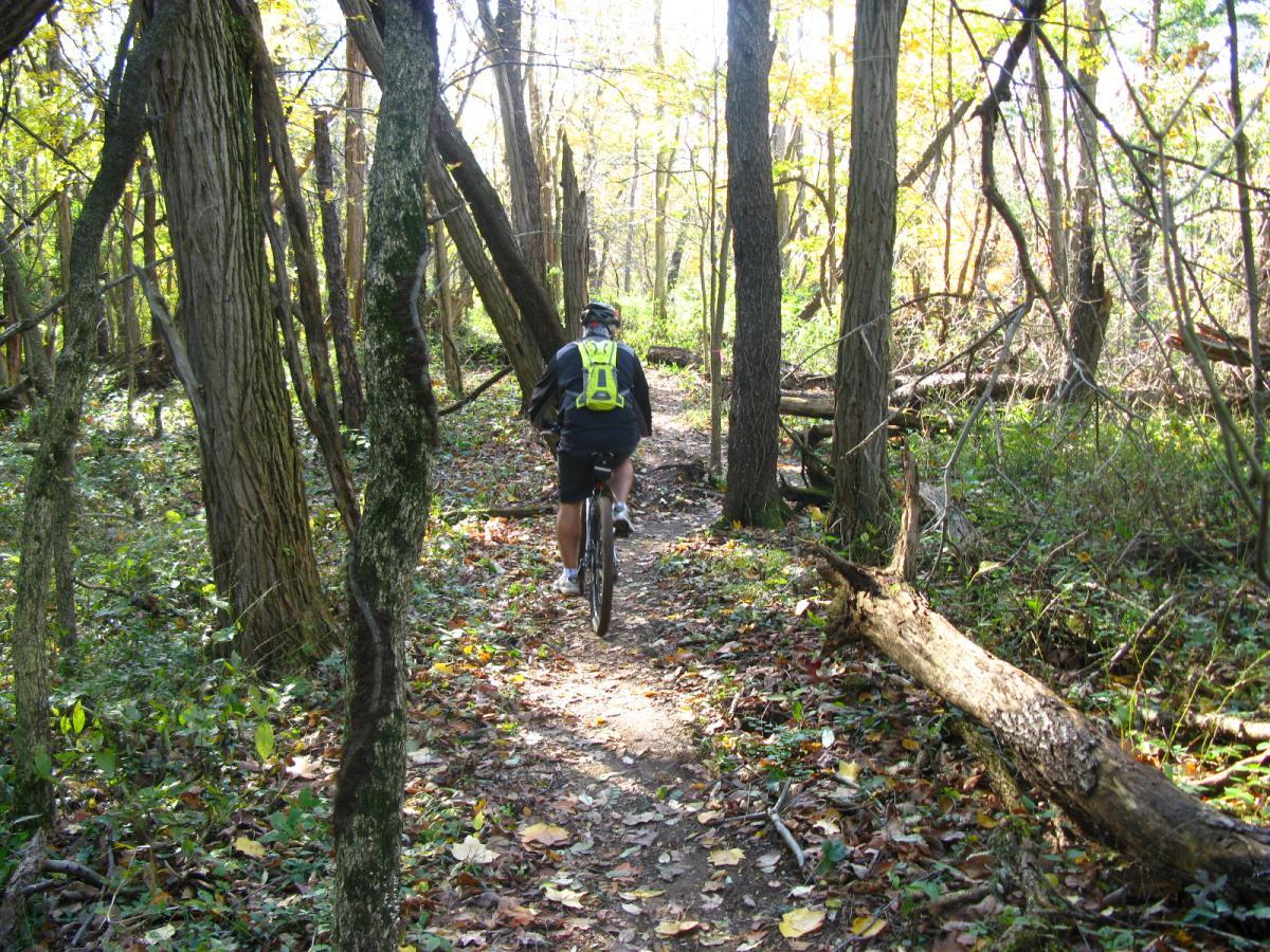 A cyclist riding a mountain bike on a narrow dirt trail surrounded by tall trees and colorful autumn foliage. The path is lined with fallen leaves and branches, creating a serene, natural setting. Chestnut Ridge mountain bike trail.