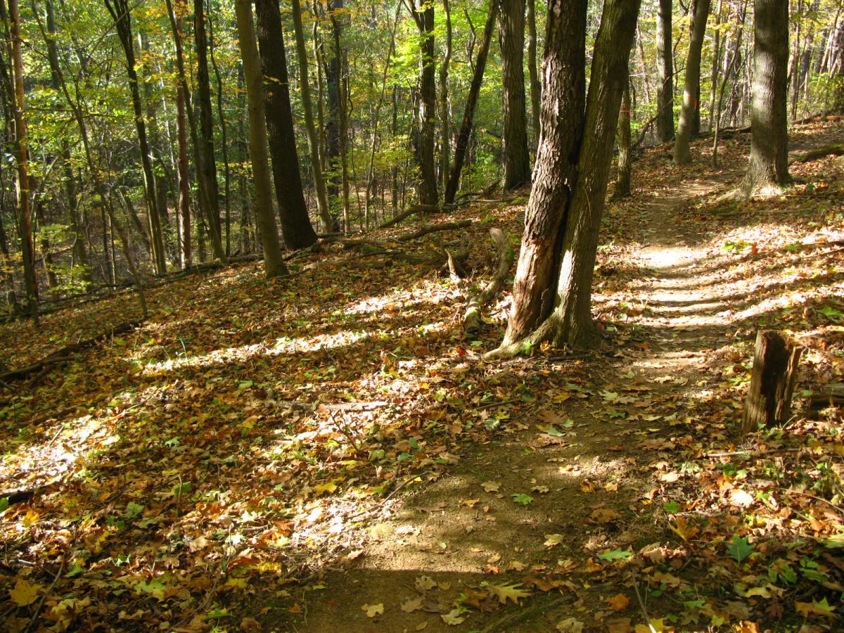 A serene forest path winding through a woodlands scene, covered in colorful autumn leaves, with sunlight filtering through the trees, highlighting the natural beauty of the surroundings. Chestnut Ridge mountain bike trail.