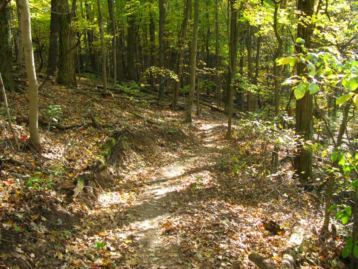 A sunlit forest path winding through trees with vibrant green leaves, surrounded by a carpet of fallen autumn leaves. The trail is narrow and sandy, meandering gently along the hillside. Chestnut Ridge mountain bike trail.