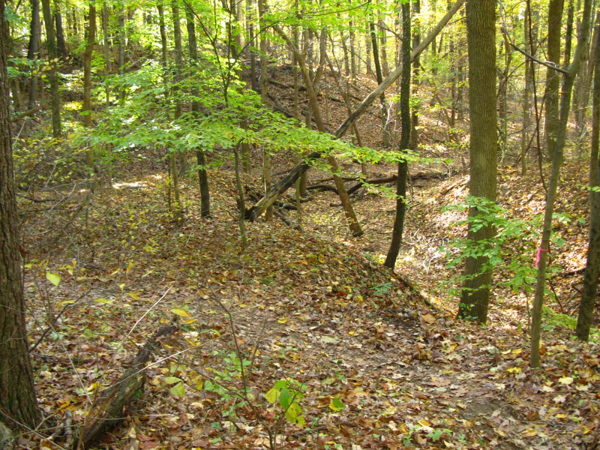 A serene forest scene featuring a variety of trees with green leaves, sunlight filtering through the branches, and a carpet of fallen leaves on the ground. The terrain includes a small incline and some scattered logs, creating a natural, peaceful atmosphere. Chestnut Ridge mountain bike trail.