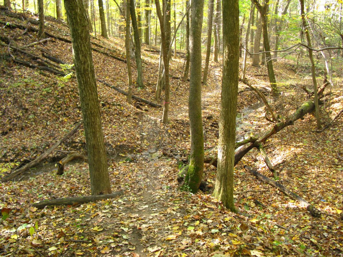 A peaceful wooded area with a narrow dirt path winding through trees, surrounded by fallen autumn leaves. Sunlight filters through the branches, casting a warm glow on the landscape. Fallen logs and a small stream can be seen in the lower part of the scene, adding to the natural beauty of the setting. Chestnut Ridge mountain bike trail.
