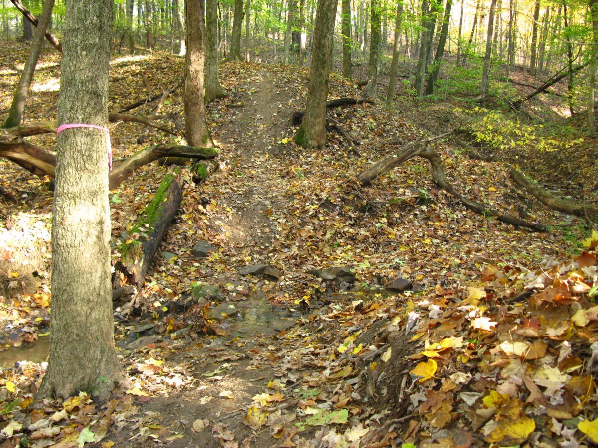 A peaceful woodland scene featuring a narrow path winding through trees. The ground is covered in colorful autumn leaves, and there are fallen branches scattered throughout. A small stream can be seen in the foreground, enhancing the natural setting. Soft sunlight filters through the green foliage overhead. Chestnut Ridge mountain bike trail.