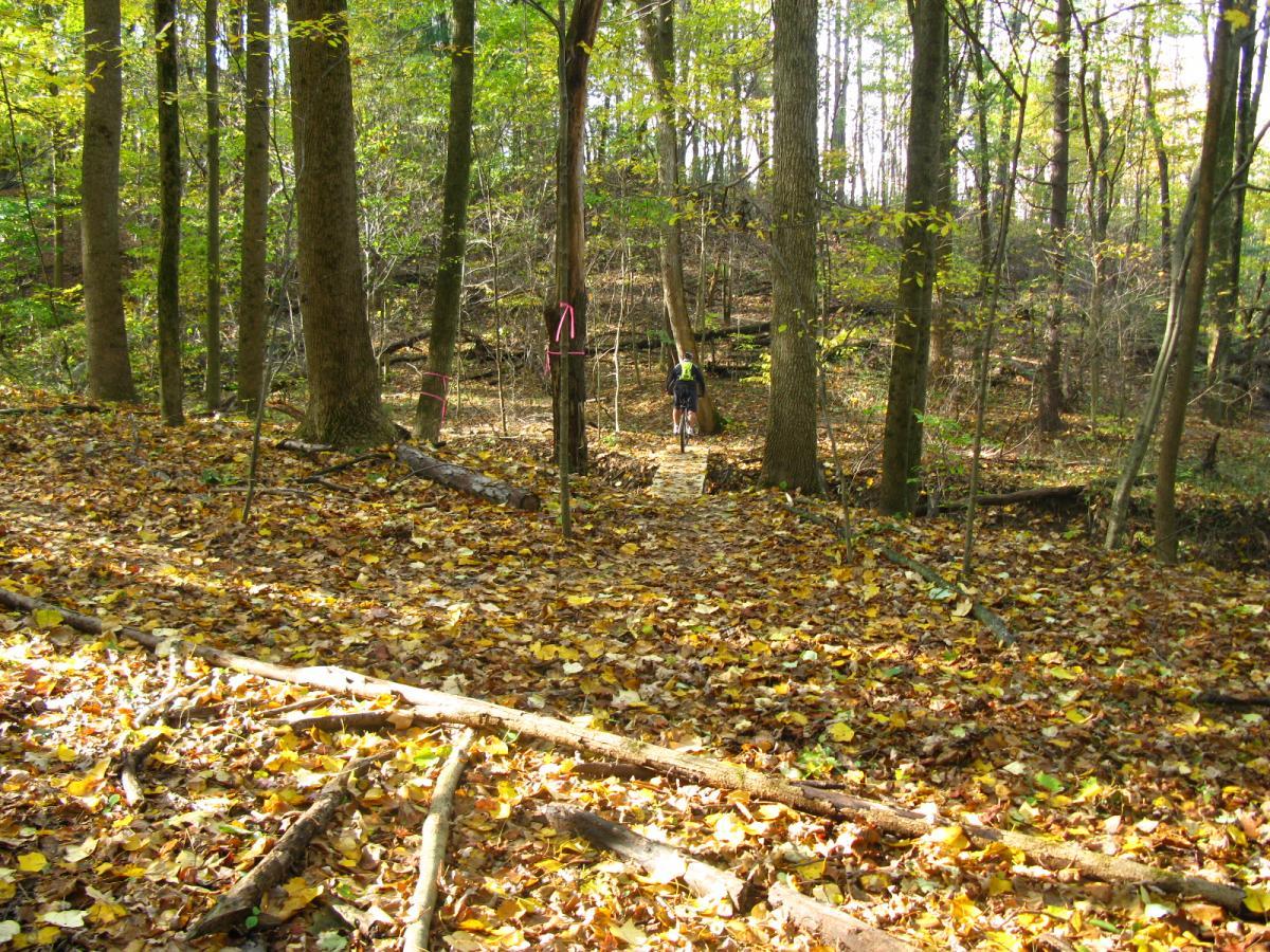 A person walking along a wooded trail covered in autumn leaves, surrounded by tall trees and dappled sunlight filtering through the foliage. The path is marked with pink ribbons, and fallen branches are scattered on the ground. Chestnut Ridge mountain bike trail.