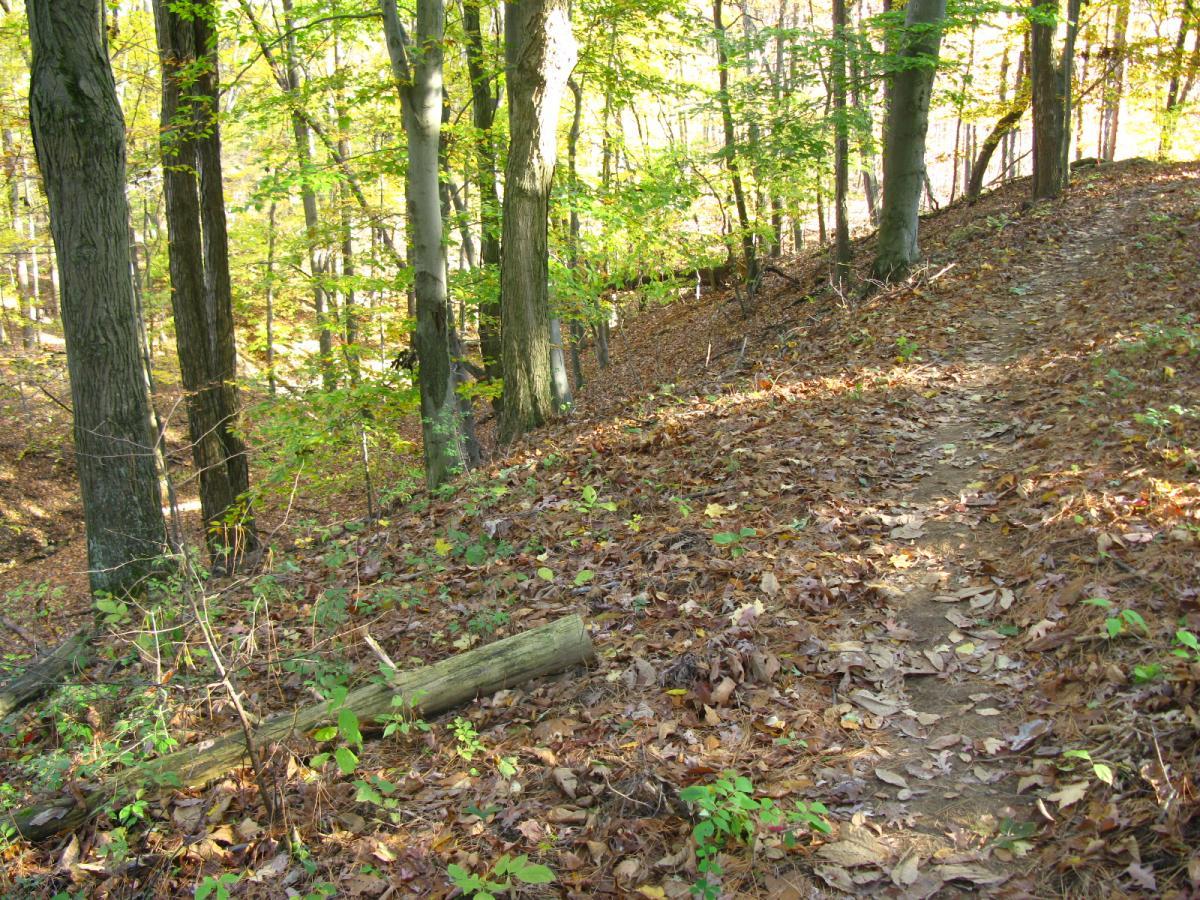 A winding dirt path through a wooded area, lined with tall trees and covered with a carpet of fallen leaves in varying shades of brown and green. Sunlight filters through the leaves, creating a serene, natural atmosphere. Chestnut Ridge mountain bike trail.