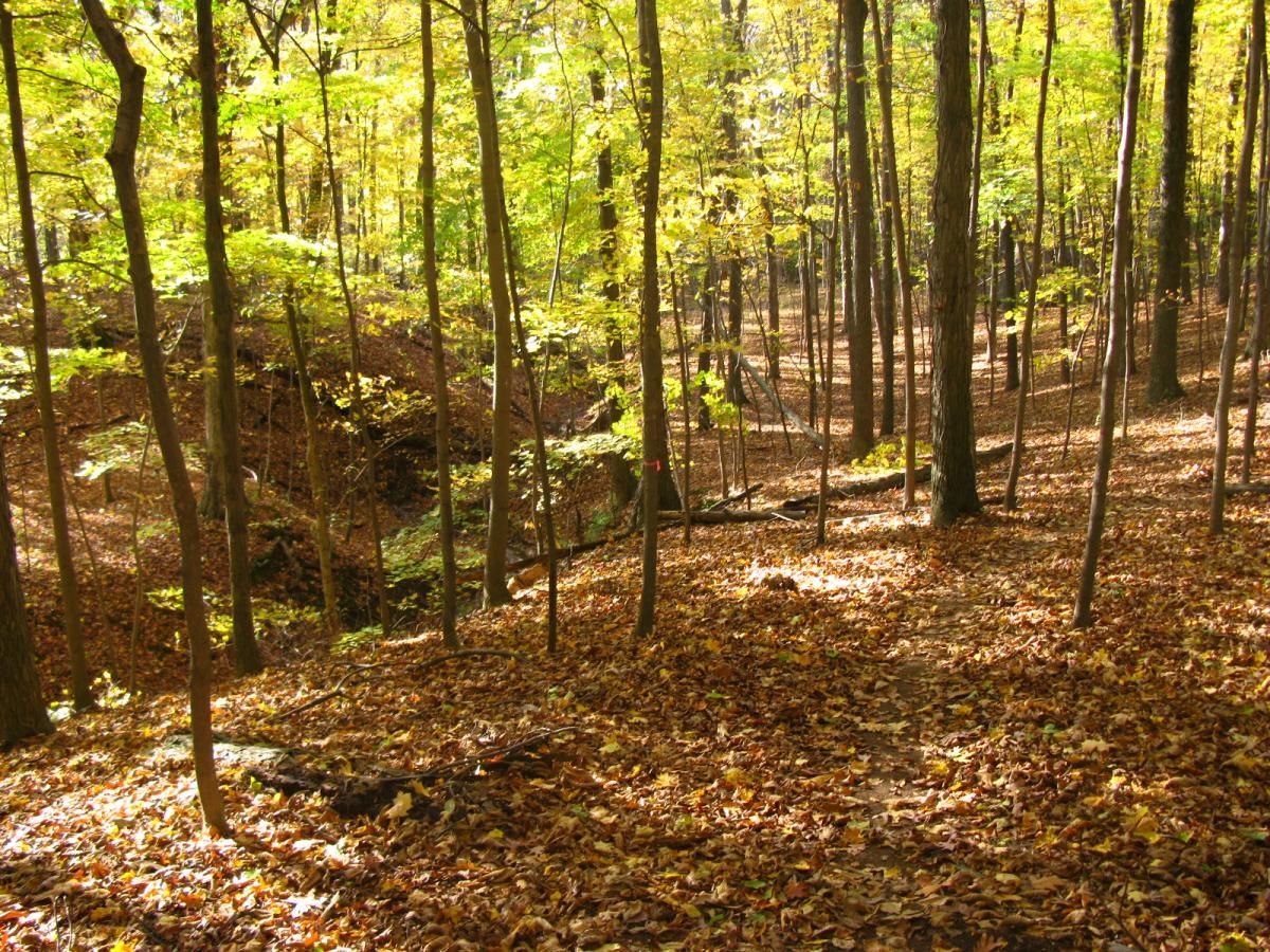 A sunlit forest scene featuring tall trees with vibrant green leaves, along with a carpet of autumn leaves covering the forest floor. A narrow path winds through the trees, inviting exploration in a serene, natural setting. Chestnut Ridge mountain bike trail.