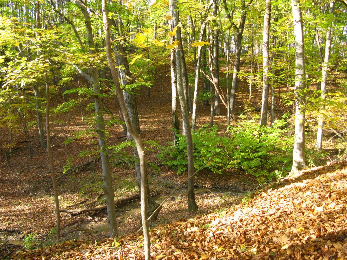 A serene forest scene showcasing a mix of vibrant green leaves and golden autumn foliage. Tall trees rise in the background, with a carpet of fallen leaves covering the forest floor. Soft sunlight filters through the branches, illuminating the tranquil setting. Chestnut Ridge mountain bike trail.