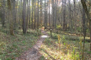 A natural forest path winding through tall trees, with dappled sunlight filtering through the leaves. A small wooden bridge crosses over a gentle dip in the trail, surrounded by lush greenery and fallen leaves. Strouds Run State Park mountain bike trail.