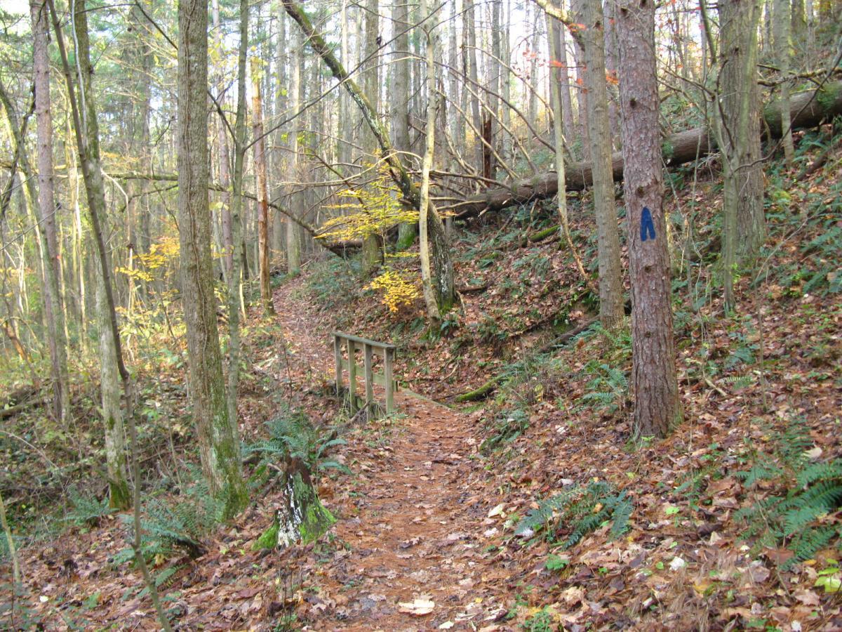 A wooded trail winding through a forest with scattered autumn leaves on the ground. The path is bordered by trees, some with bright yellow foliage, and includes a small wooden bridge. A tree on the right side has a blue marking. The scene conveys a serene and natural atmosphere. Strouds Run State Park mountain bike trail.
